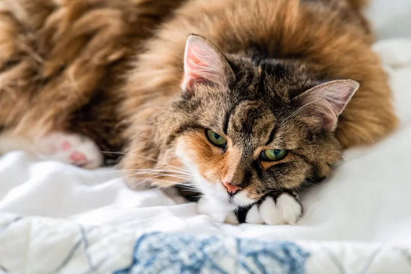 ¿Qué es la toxoplasmosis en gatos?
