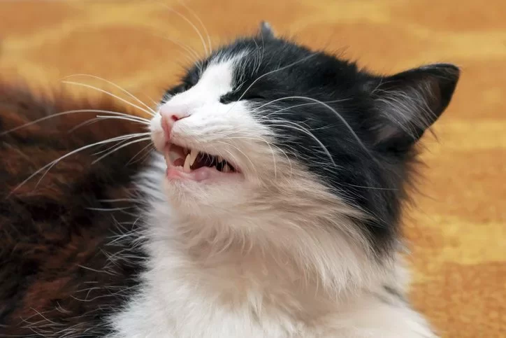 why-is-my-cat-sneezing-excessively-raleigh-nc.webp