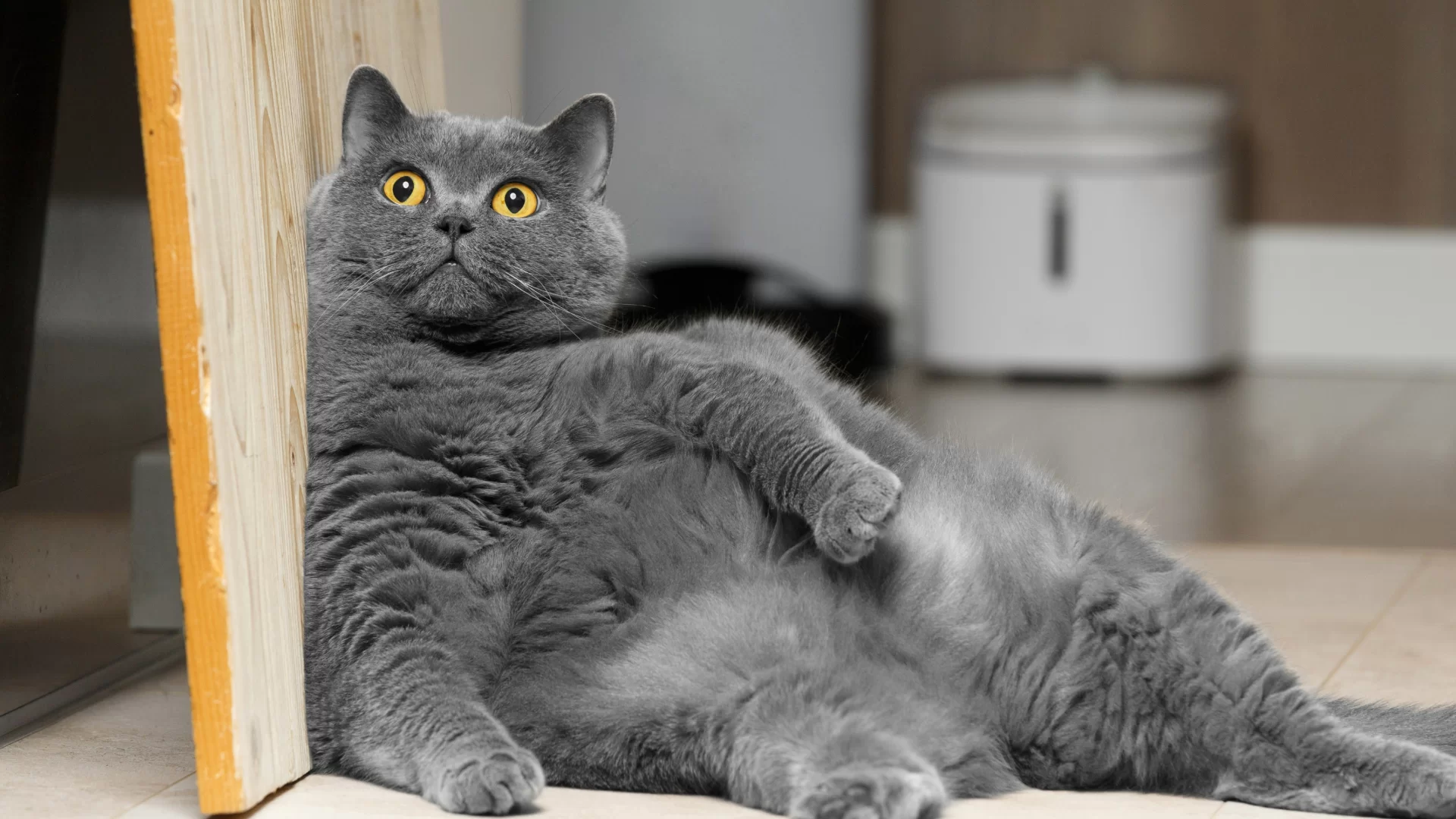 Hipertiroidismo en gatos: causas, síntomas y tratamiento