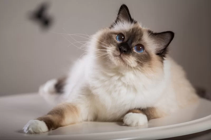 Cute-Birman-Cat_.jpg