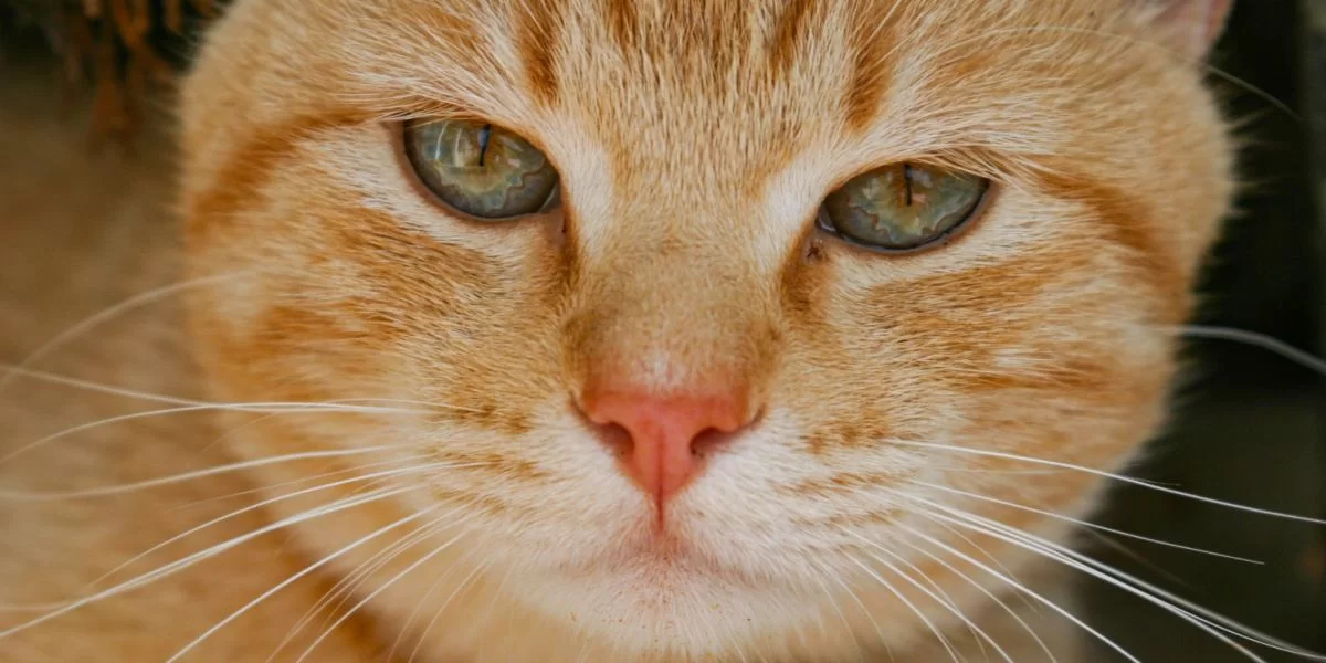 cat-nose.jpg
