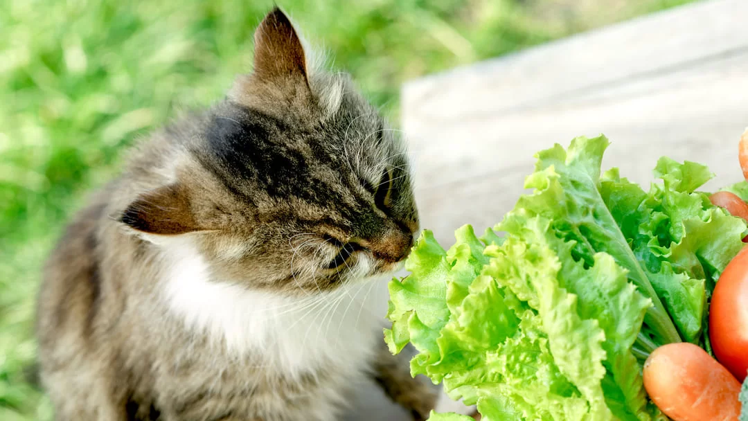 ¿Los gatos pueden comer lechuga? Beneficios, riesgos y cómo dársela de forma segura