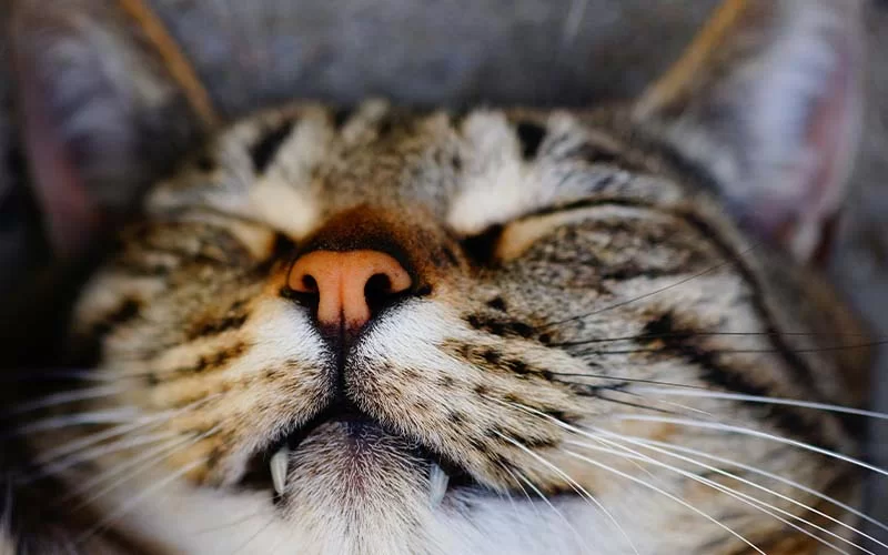 noses.jpg