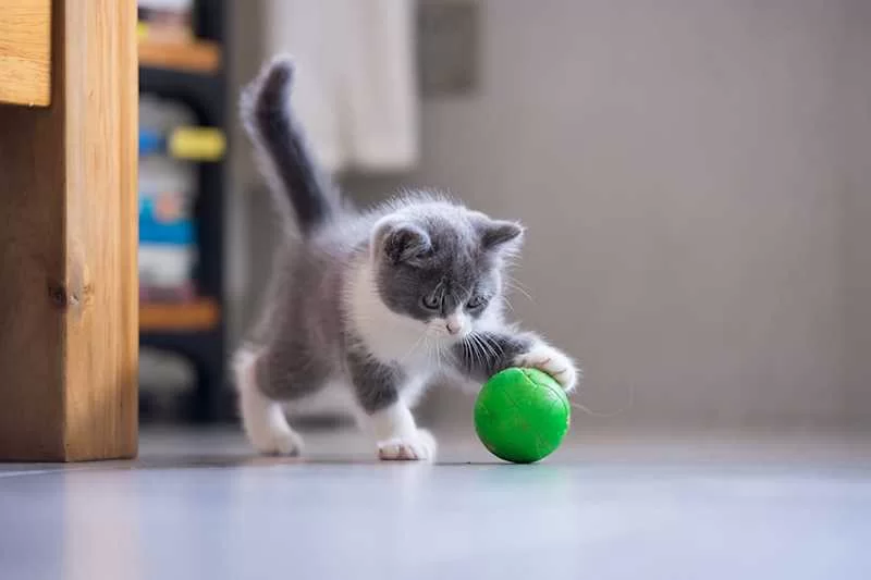 gatojugandoo.jpg