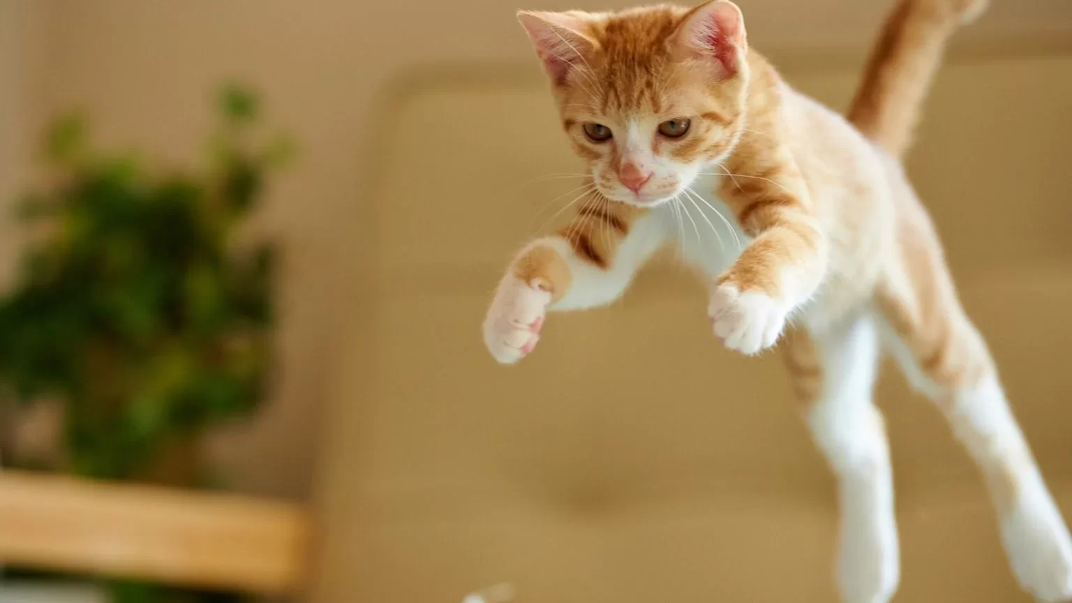 porquemigatomeataca.webp