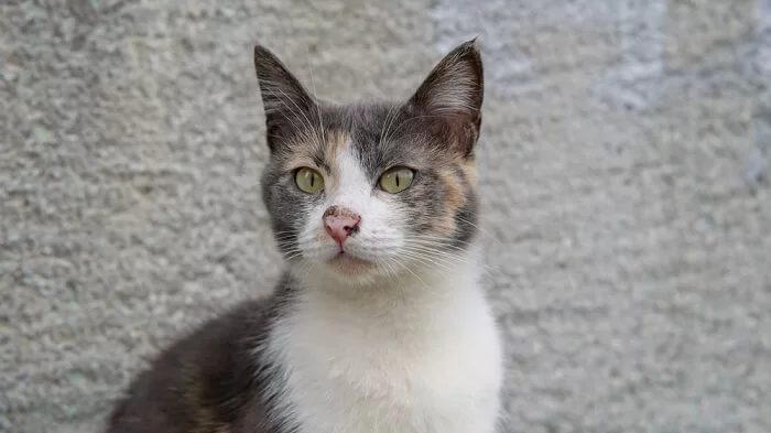 cat-nose-infection.jpg