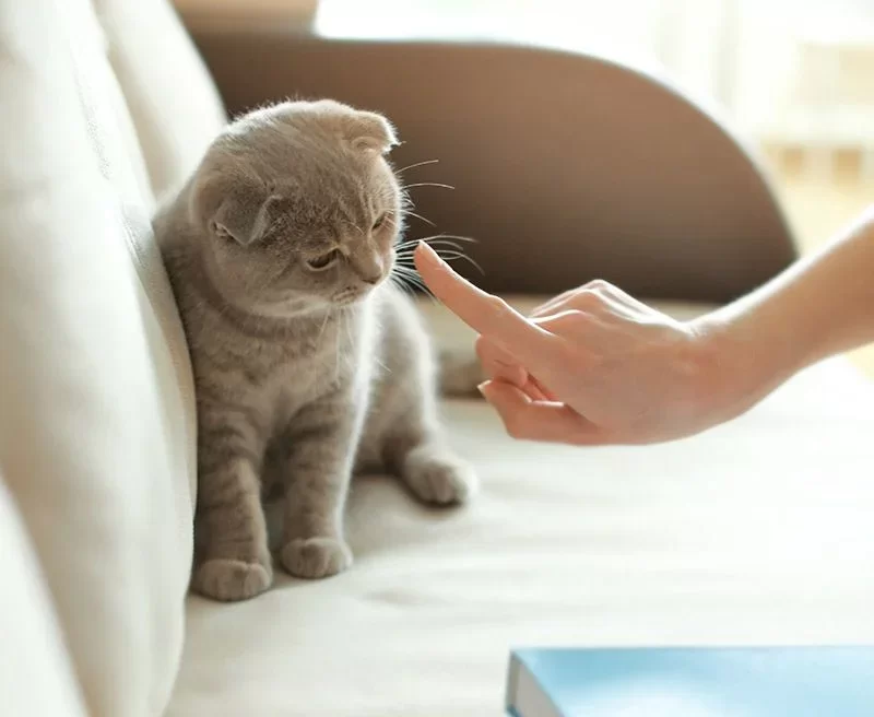 -estresar-a-un-gato-a.webp