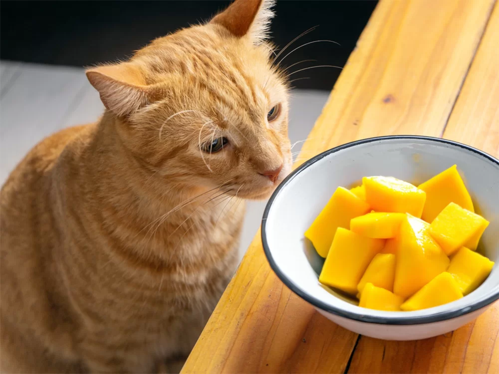 ¿Pueden los gatos comer mango?