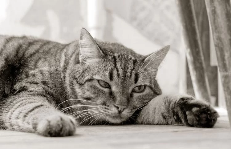 gatoinapetente.jpg
