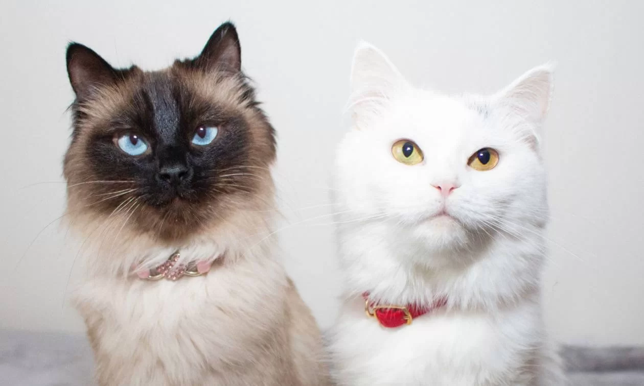 gatoscondiabetes.jpg