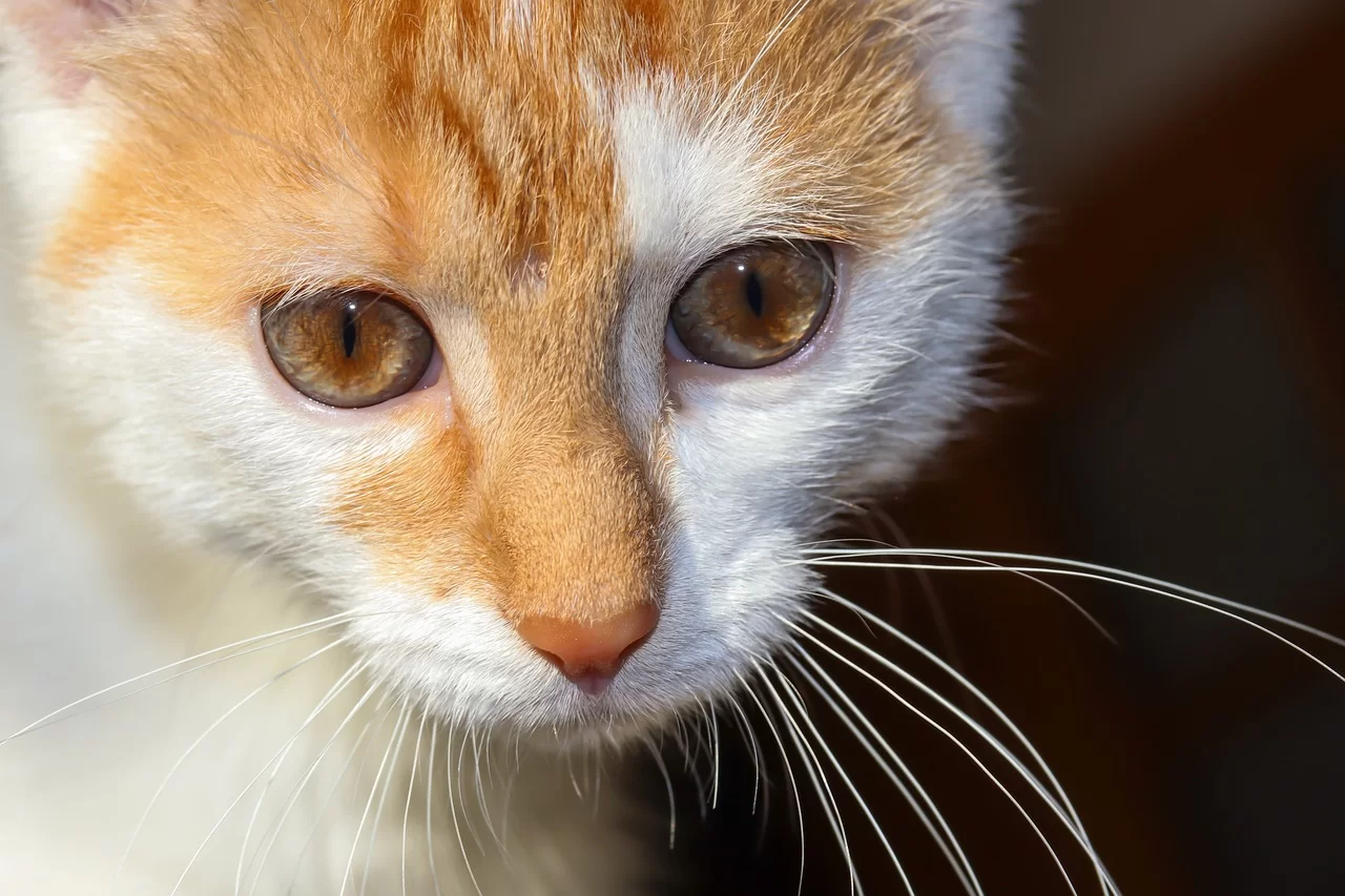 Conjuntivitis en gatos: síntomas, causas y cómo actuar