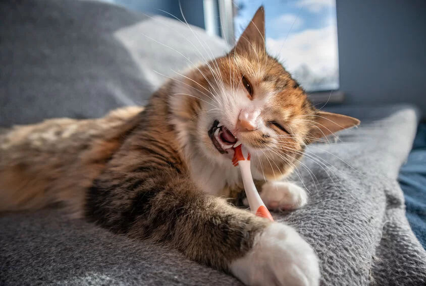Cats-With-PICA.jpg