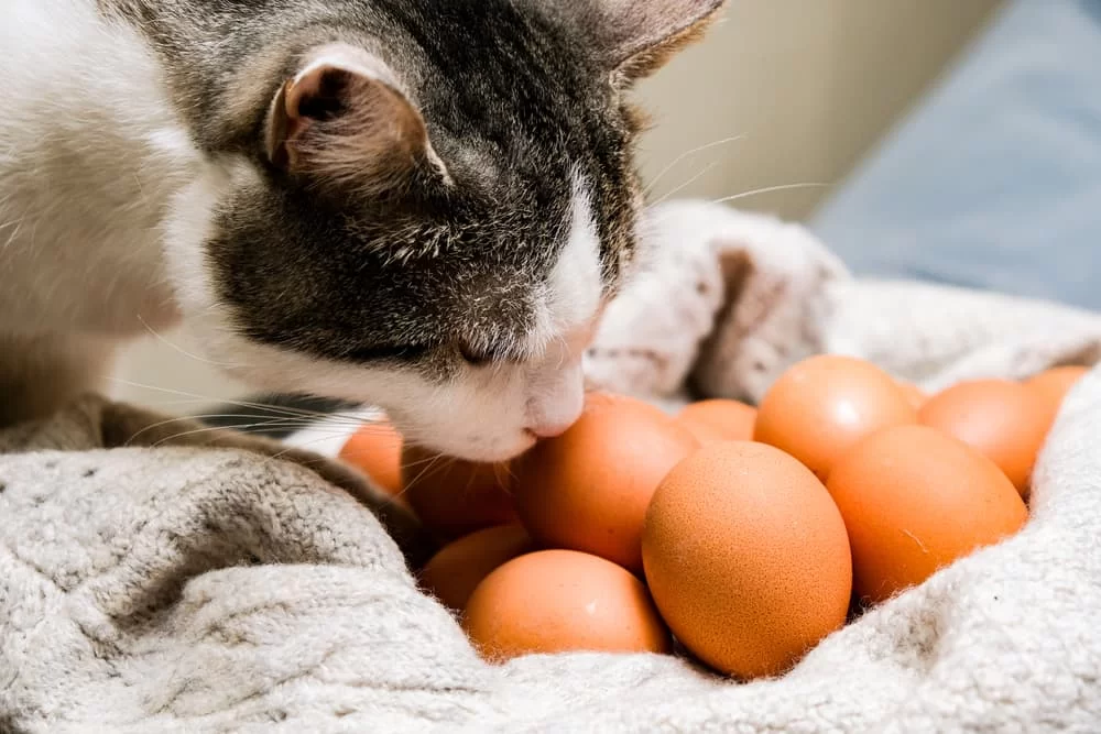 ¿Los gatos pueden comer huevo? Beneficios, riesgos y dosis adecuada