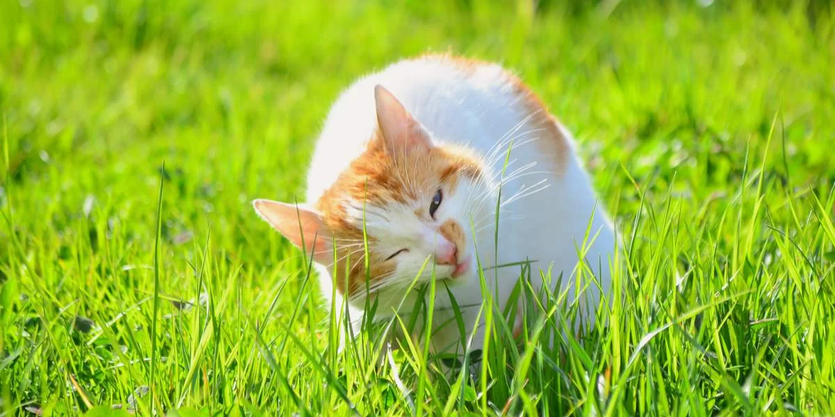 gatocomepasto2.jpg