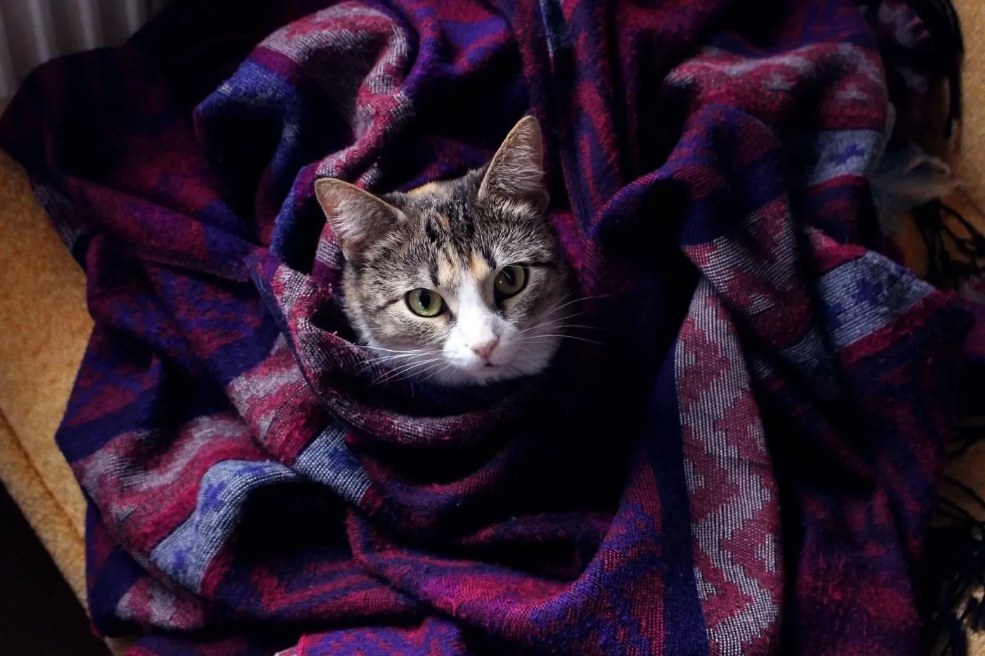 Porquéalgunosgatosamasanymuerden.webp