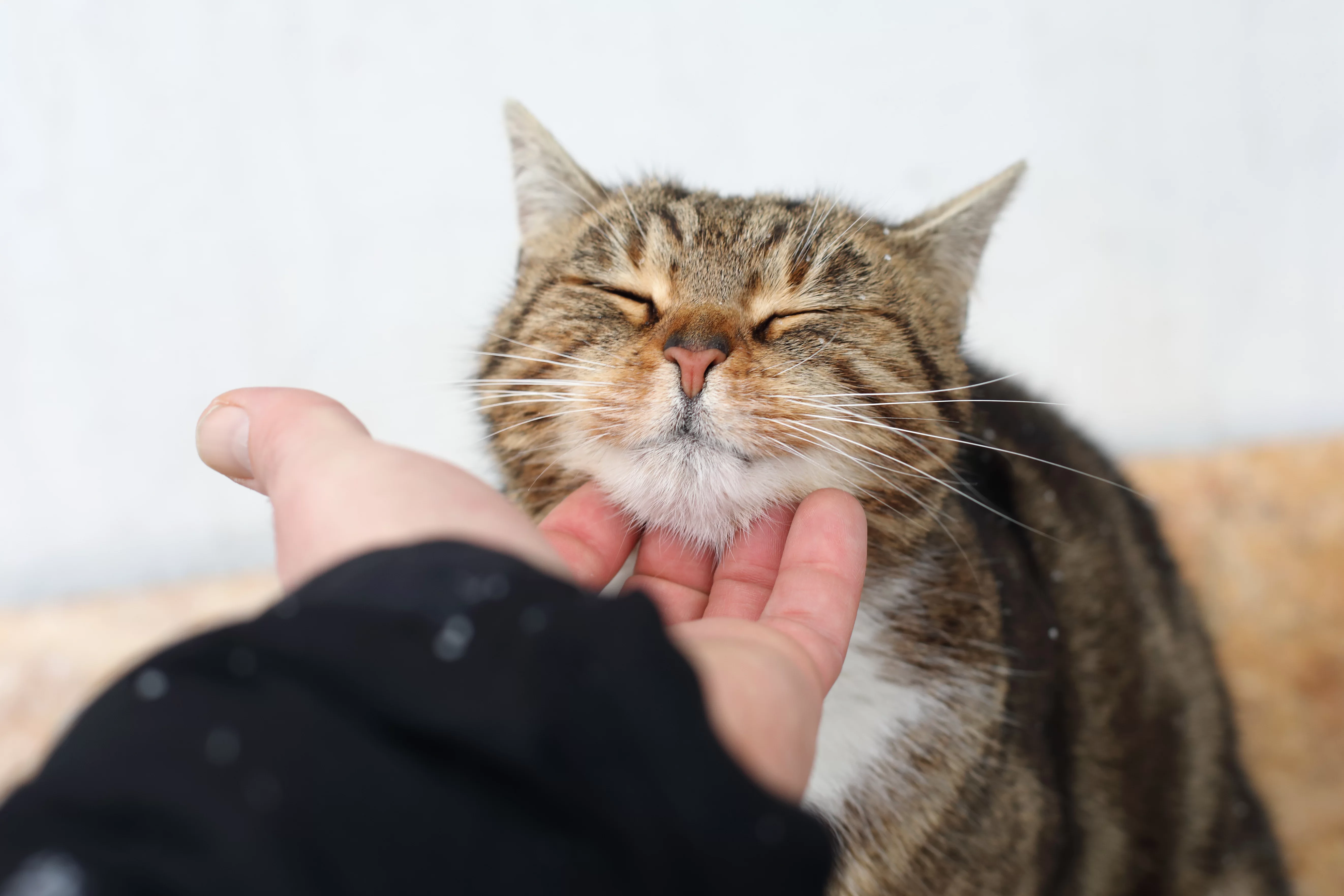 ¿Los gatos reducen el estrés? Evidencia científica, beneficios y cómo ayudan a la ansiedad