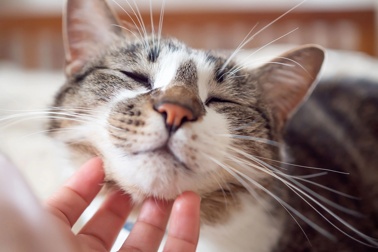 catpurring.jpg