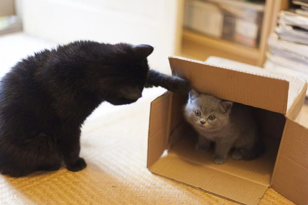nuevogatito.jpg