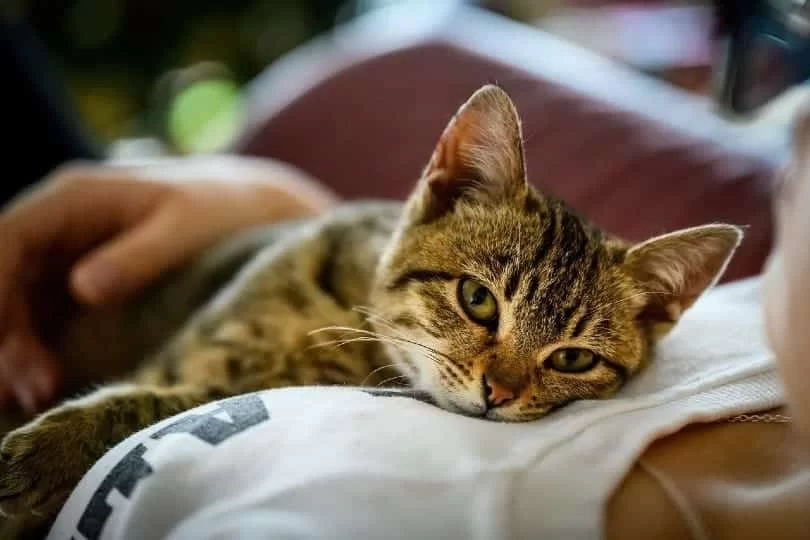 ¿Por qué mi gato me sigue a todas partes? Causas, cuándo preocuparse y cómo diferenciar apego de enfermedad