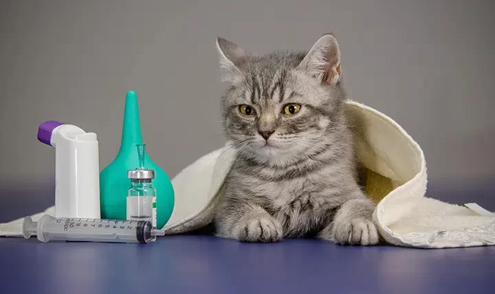 OD-CP-138_Cat.webp