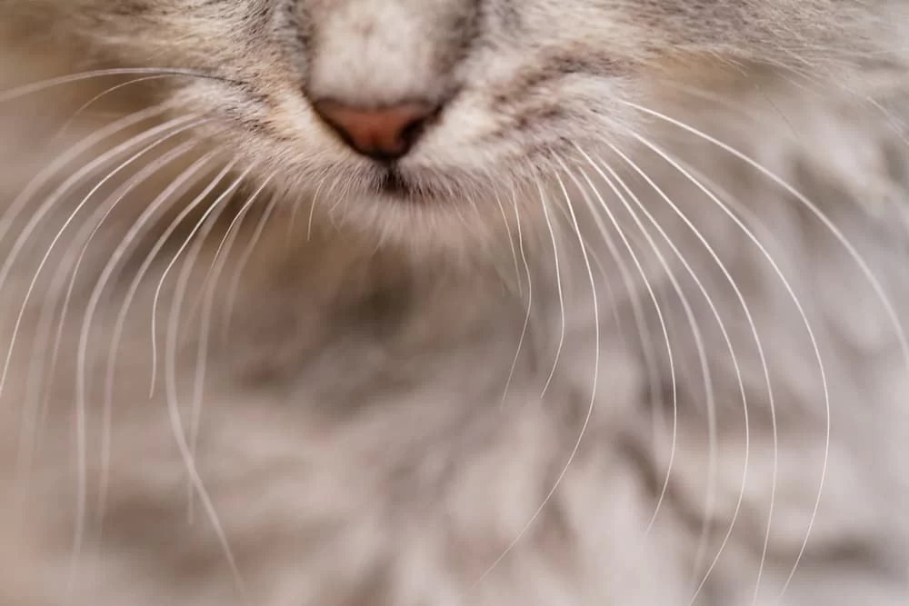 bigotess.jpg