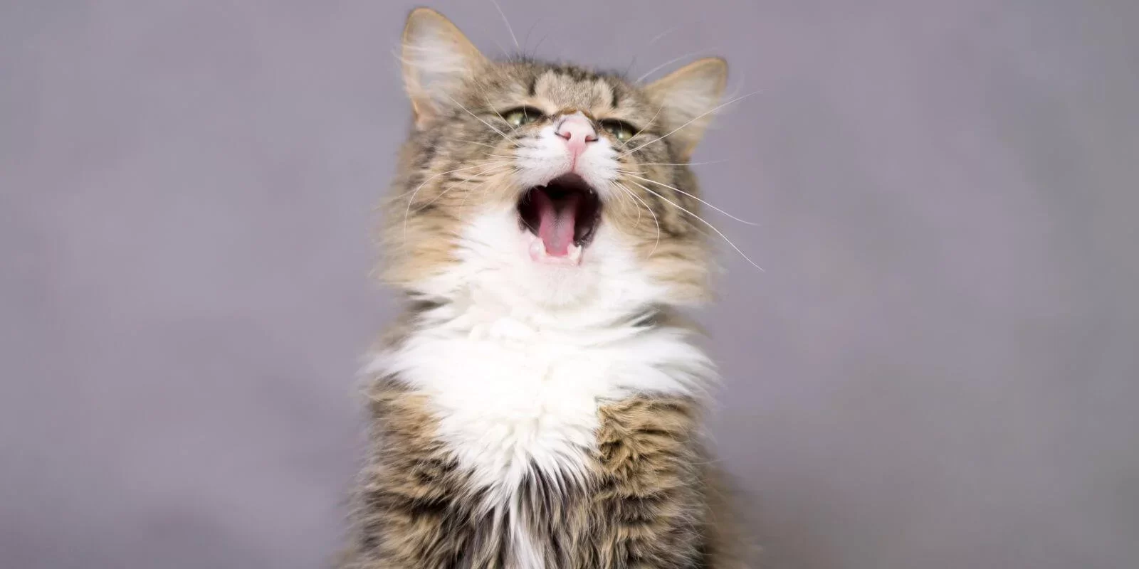 FUR-Blog-Whyismycatsneezing-Image2.webp