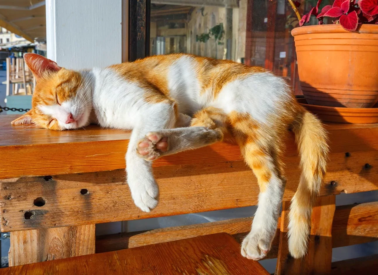 Anemia en gatos: síntomas, causas y tratamiento (cómo saber si tu gato tiene anemia)