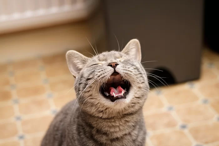 Por qué los gatos maúllan de noche y cómo solucionarlo