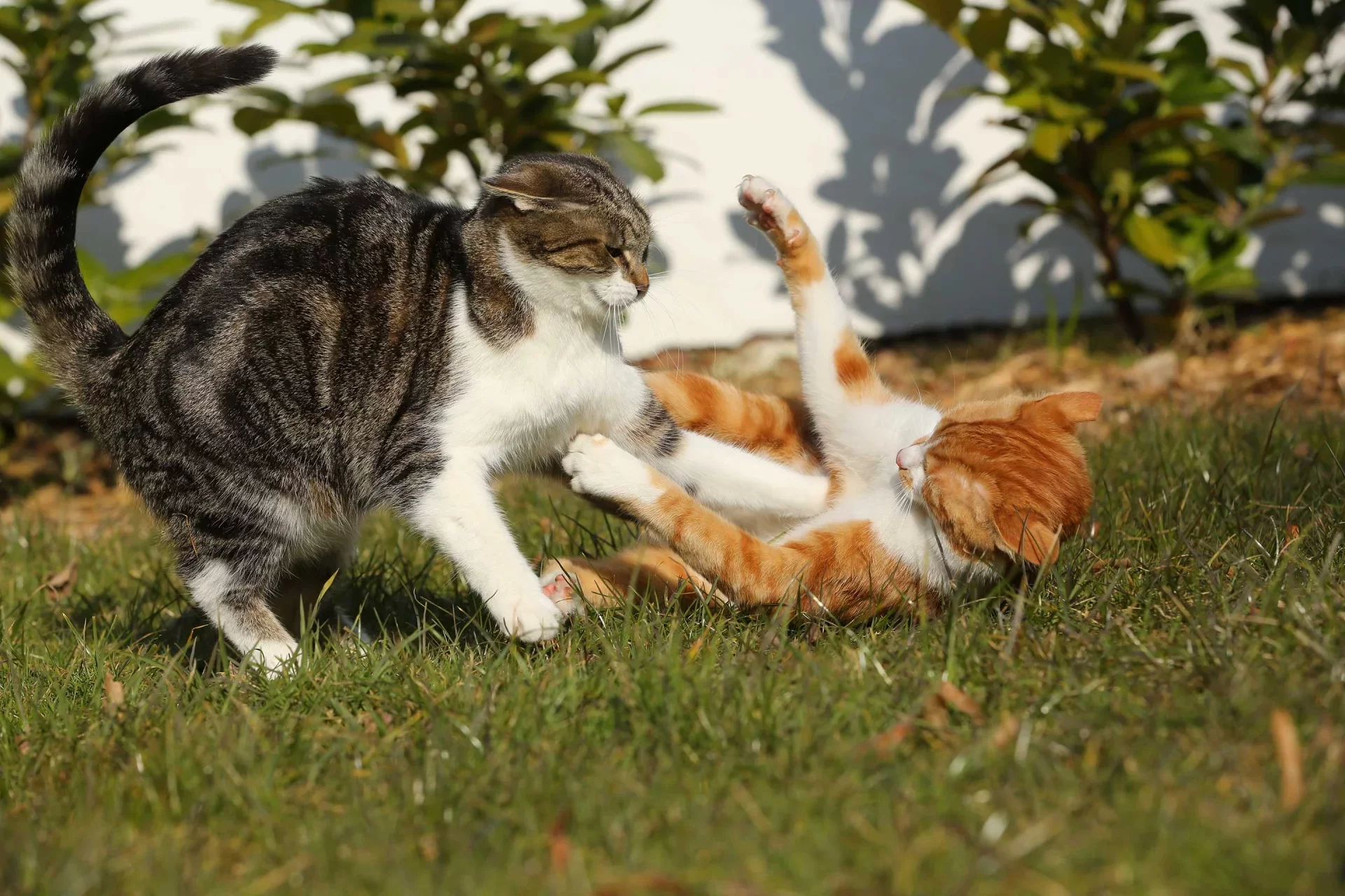 peleagatos.webp