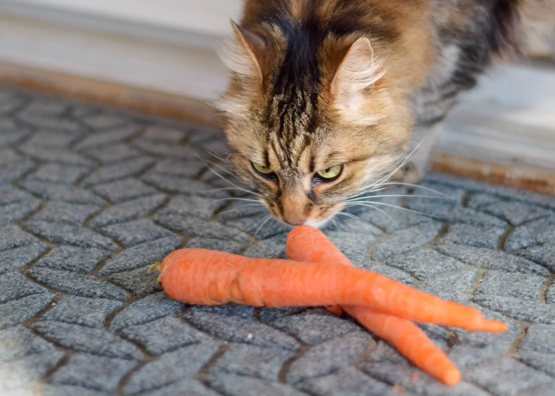 gatoszanahoria.jpeg