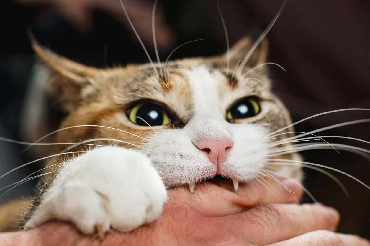 ¿Por qué mi gato me ataca? Causas, tipos de agresión y qué hacer