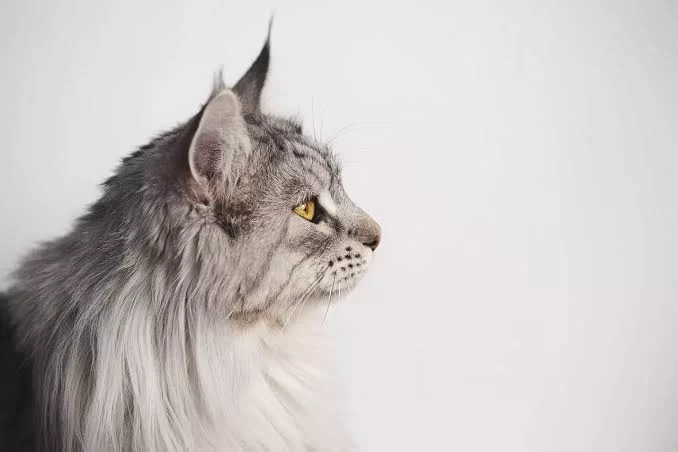 MaineCoon4.jpg