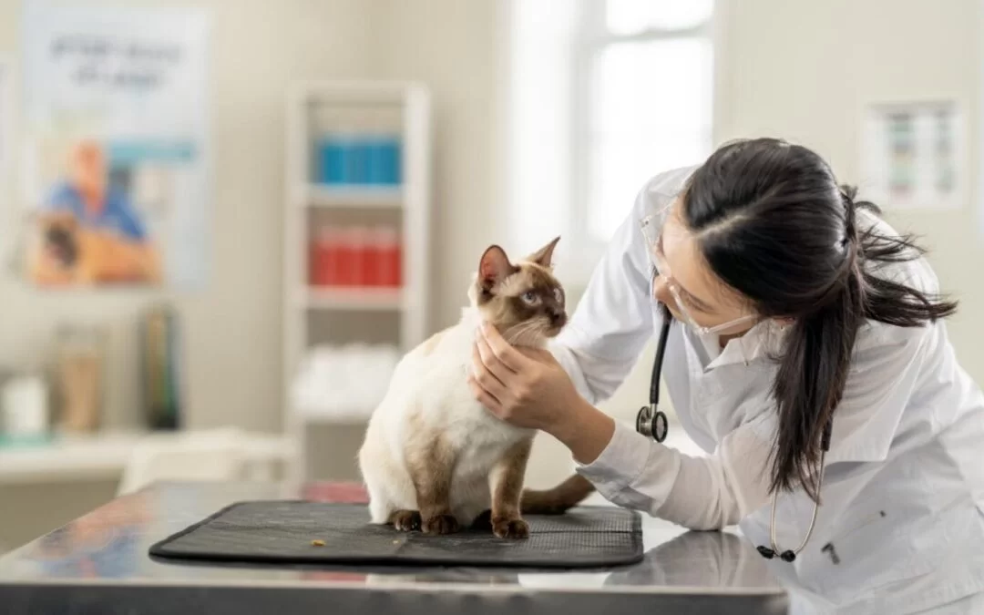 Insuficiencia renal en gatos: diferencias clave entre la forma aguda y crónica, síntomas y causas
