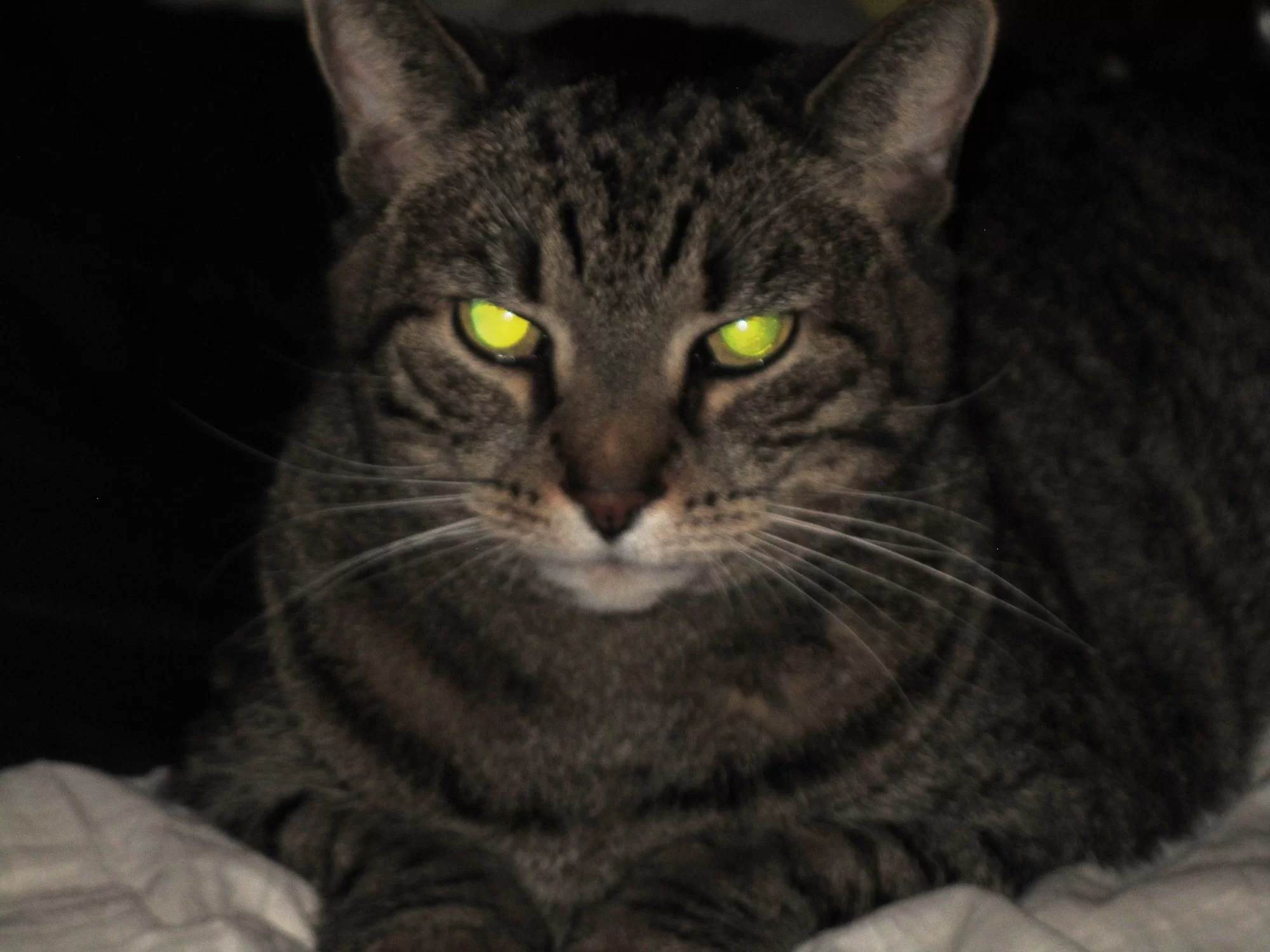 Cats-Eye-Glow-in-Dark.jpg