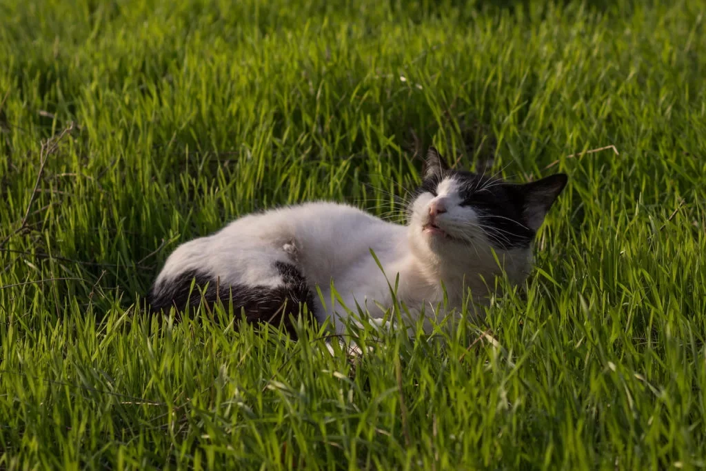 gatopasto3.webp