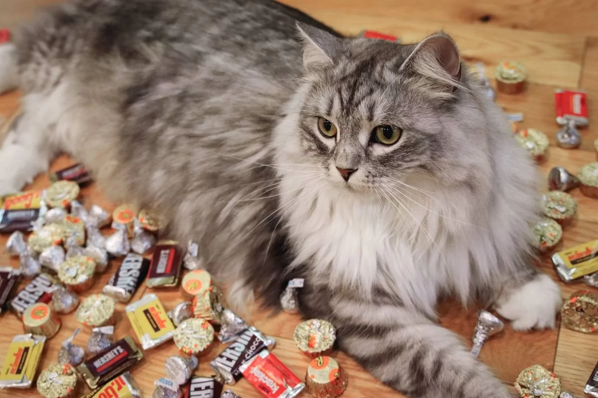 ¿Los gatos pueden comer chocolate? Riesgos, síntomas y qué hacer si tu gato lo ingiere