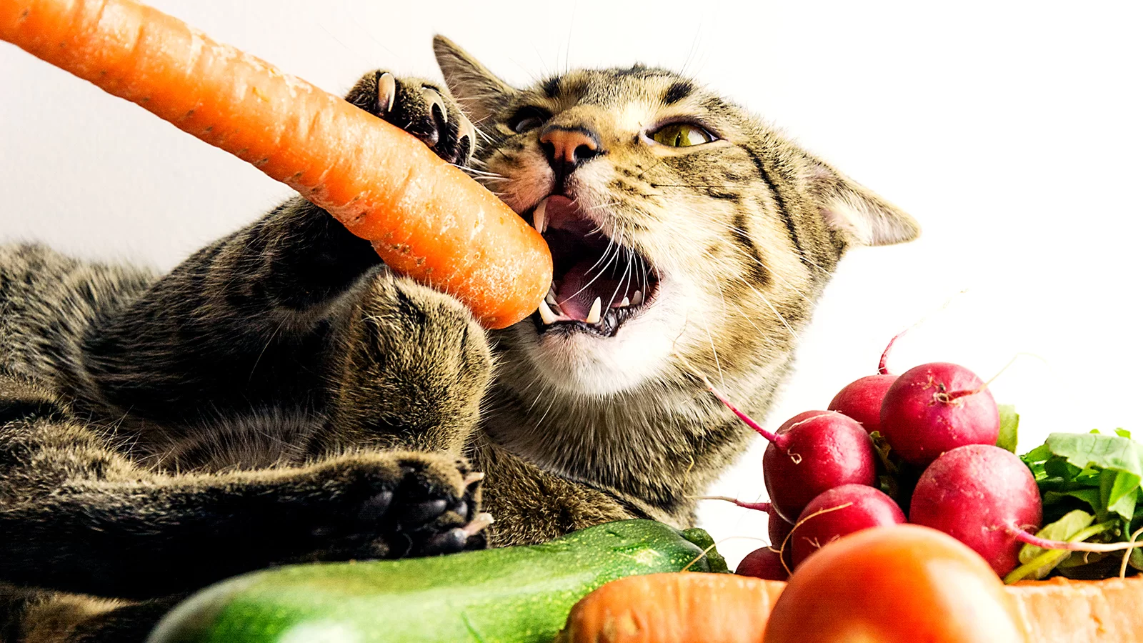 ¿Los gatos pueden comer zanahoria? Beneficios, riesgos y cómo dársela correctamente