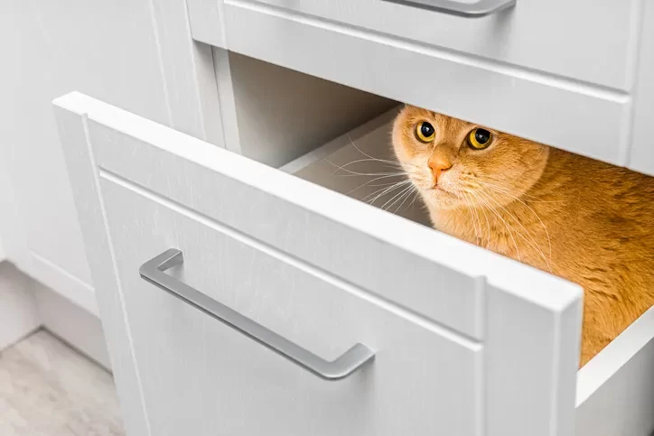 scared-cat.webp