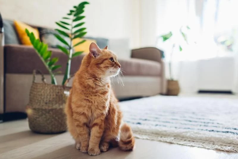hipertiroidismogatos.jpg