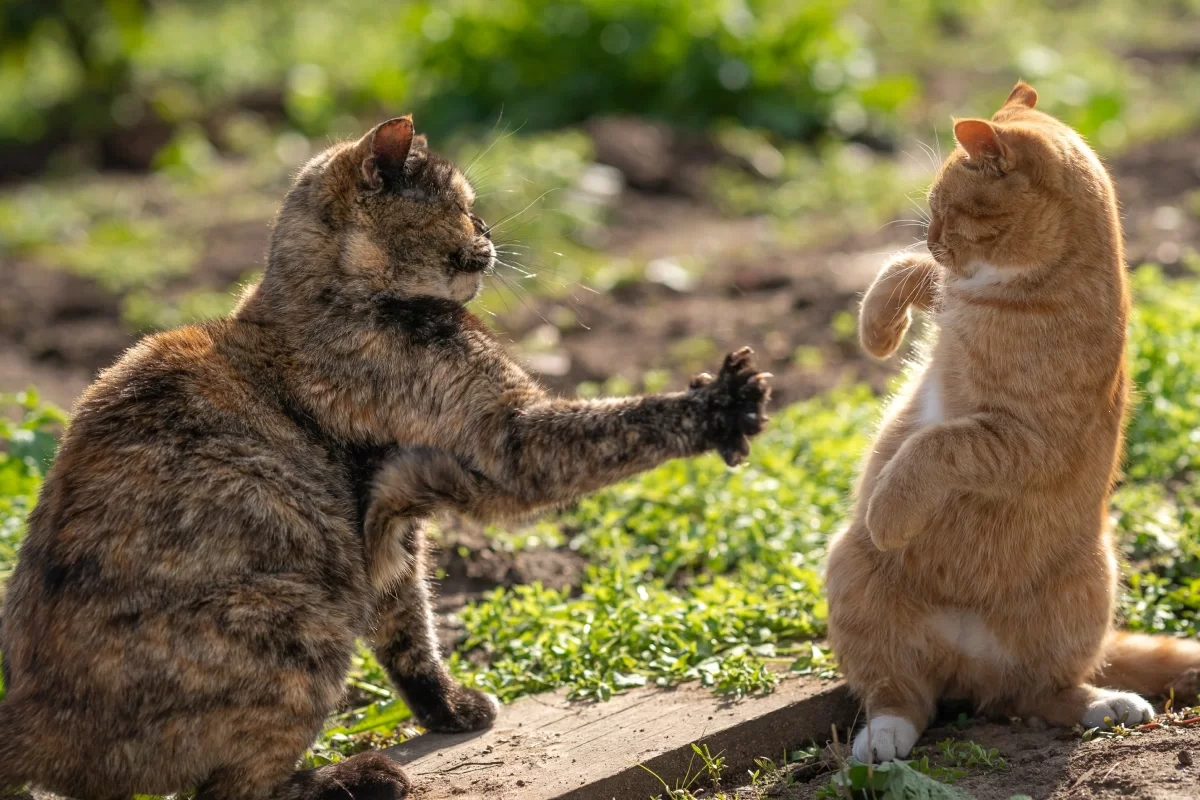 conflictogatos.webp