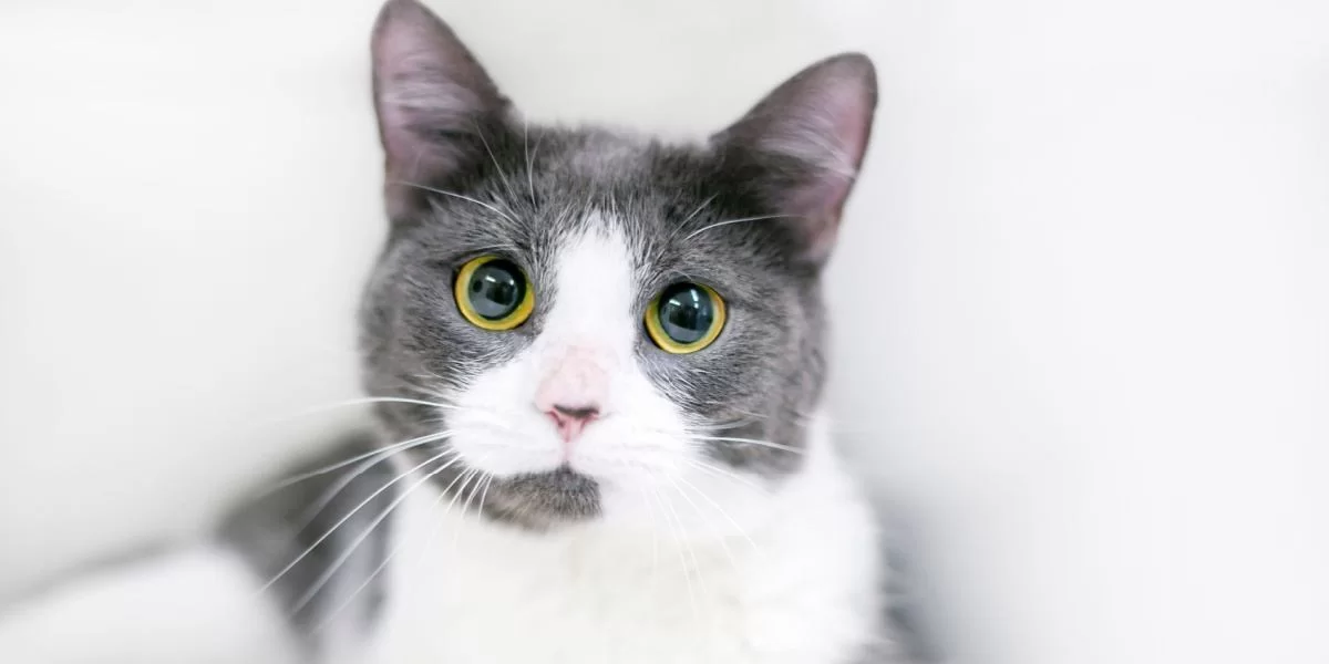 ¿Tu gato huele mal? Causas y problemas de salud ocultos