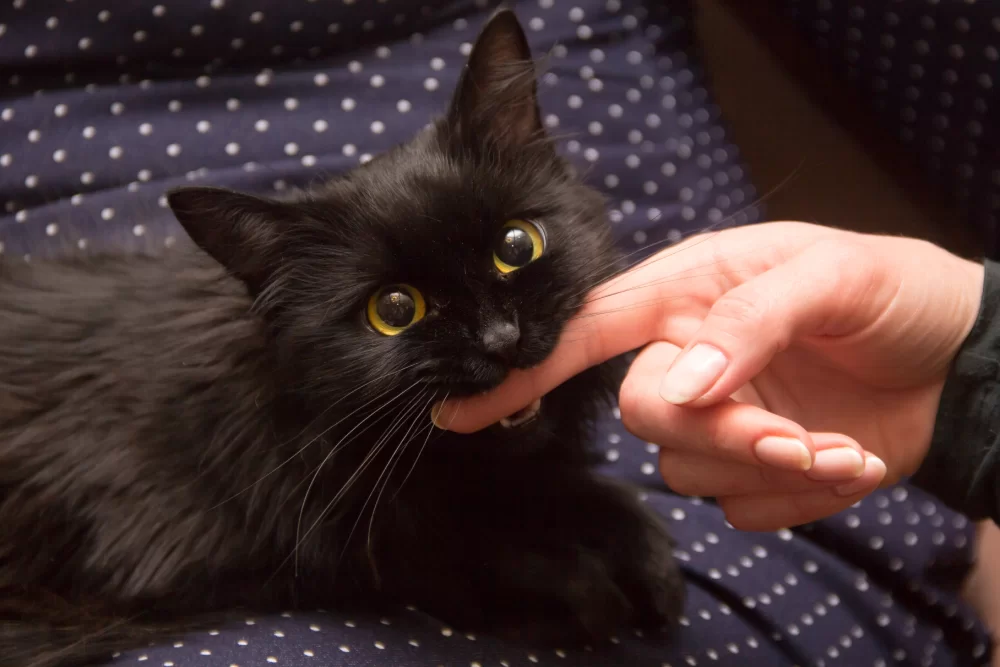 gatitomordiendo2.jpg