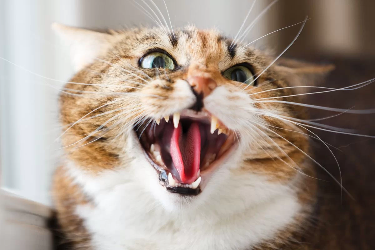stressedcat2.jpg