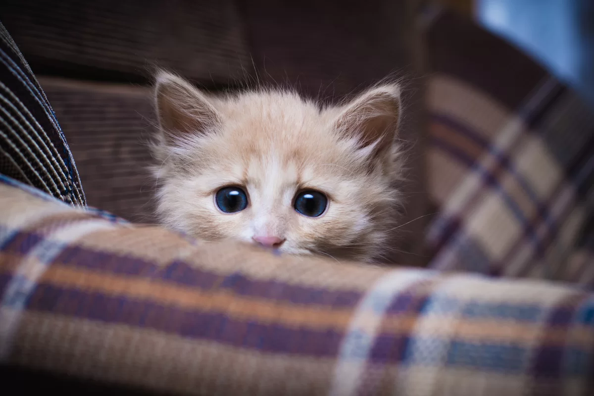 Cómo adaptar un gato a una nueva casa: claves para que se sienta seguro y sin estrés