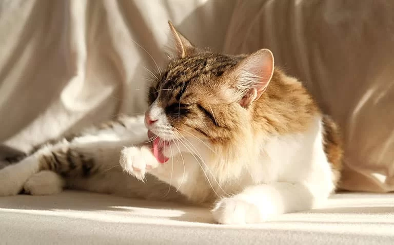 cat-licking-themselves.jpg