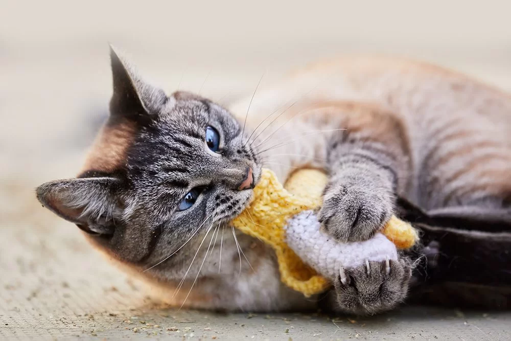cat-pica.jpg