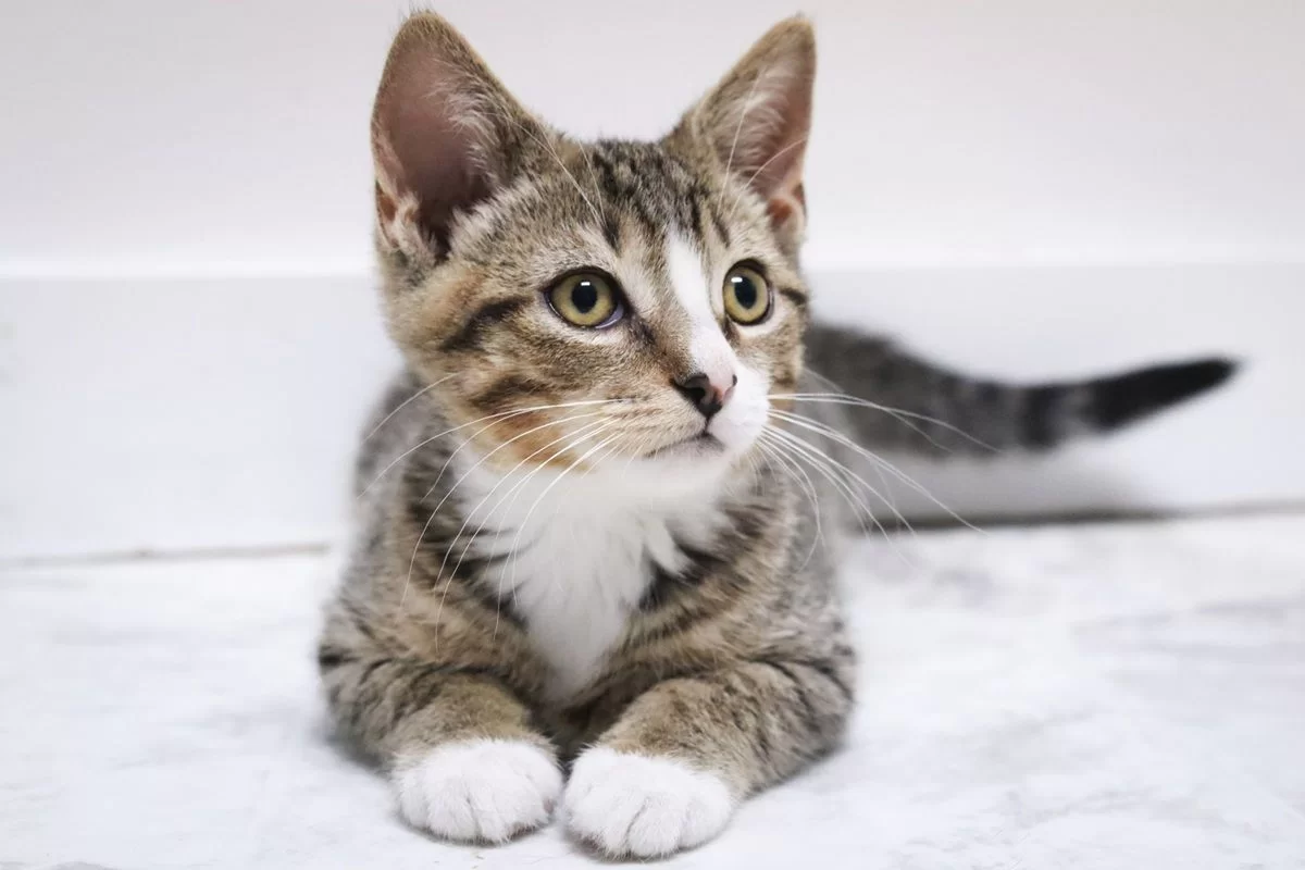 gato3.jpg