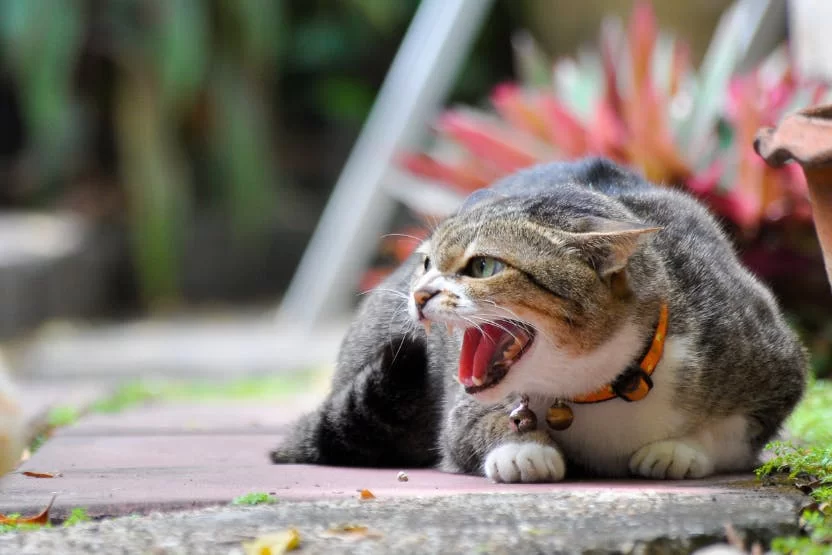 migatomeataca.jpg
