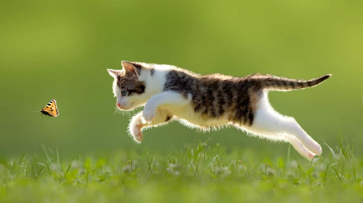 gatito.jpg