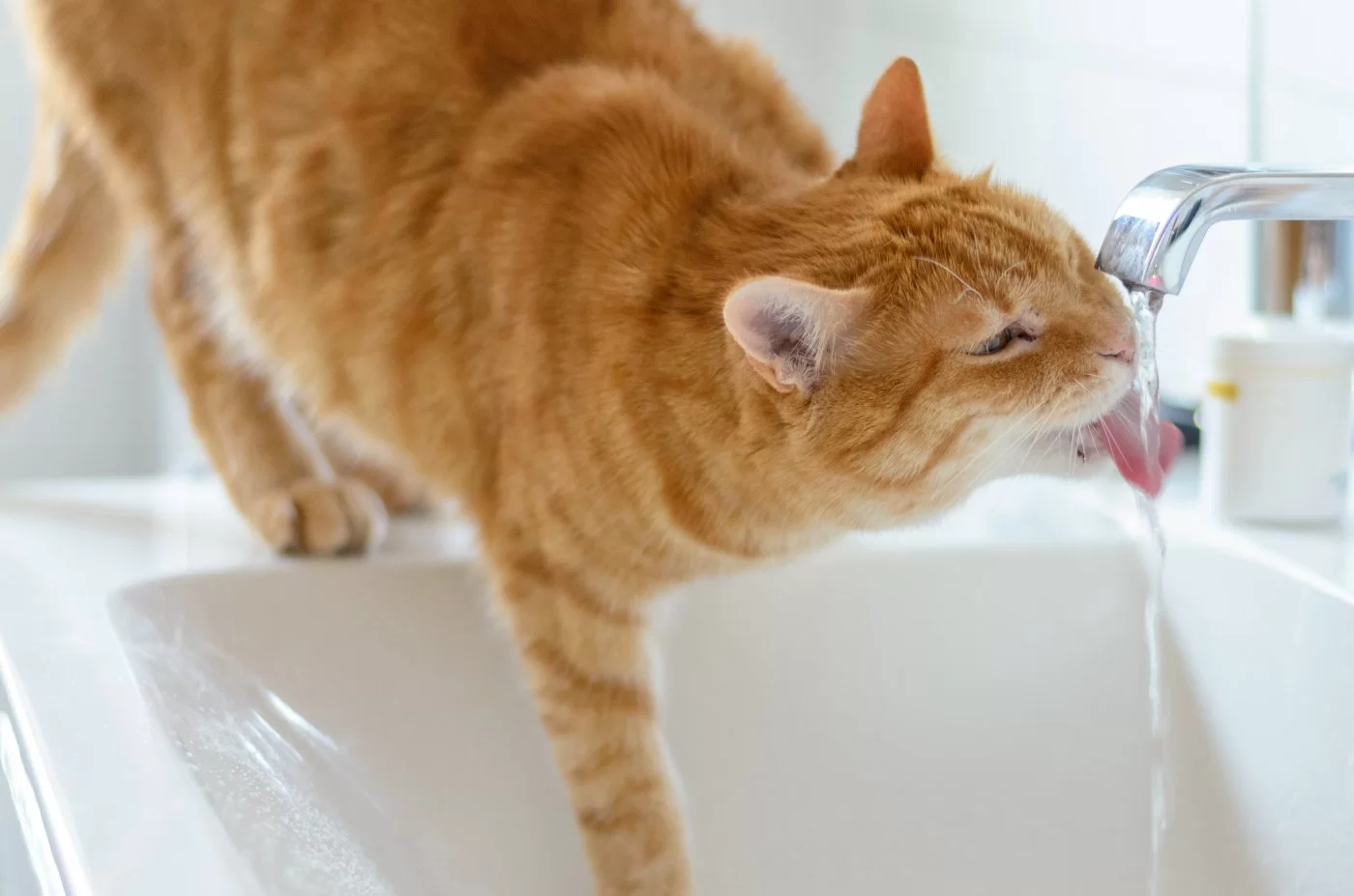 catdrinkingwater3.jpg